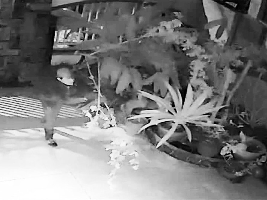 Kẻ trộm bứng cây hồng cổ trong sân nhà bà Phương -ảnh chụp từ màn hình