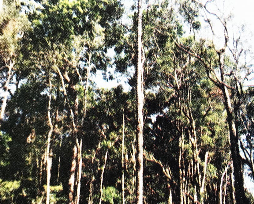 Cánh rừng bạch tùng hiếm hoi ở Lâm Đồng