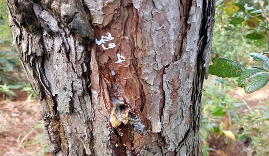 Khoan lổ đổ hóa chất đầu độc cây thông