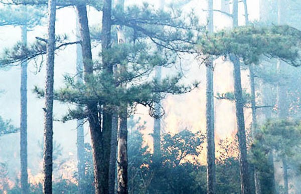 Đám cháy lan rộng trong rừng thông