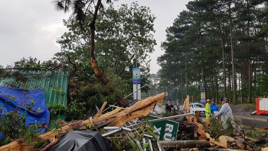 hiện trường cây thông bị ngã đổ
