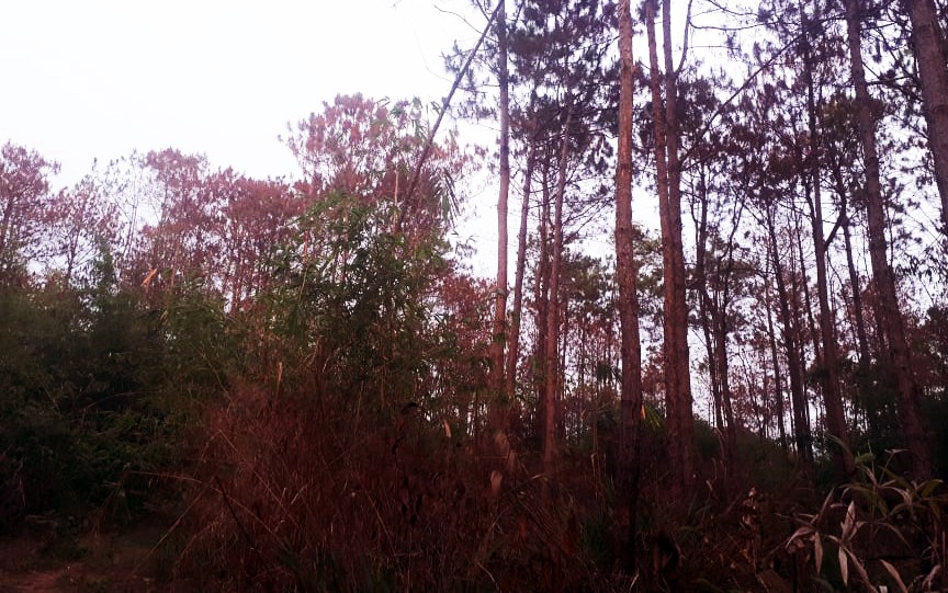 Cả cánh rừng xanh tốt đã chuyển sang màu đỏ và đang chết dần