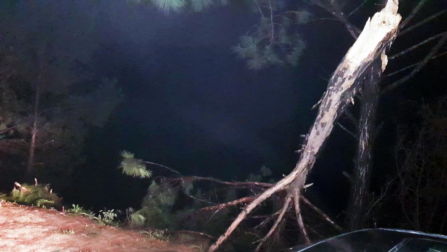 Phát hiện cây thông bị gãy ngang thân ven hồ Suối Vàng