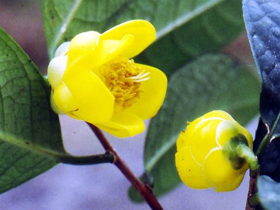 Tặng 3.000 cây trà hoa vàng quý hiếm để lập vườn bảo tồn 