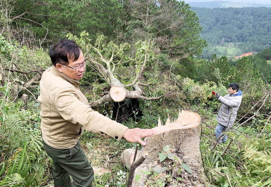 Hiện trường vụ phá rừng gần trung tâm TP.Đà Lạt