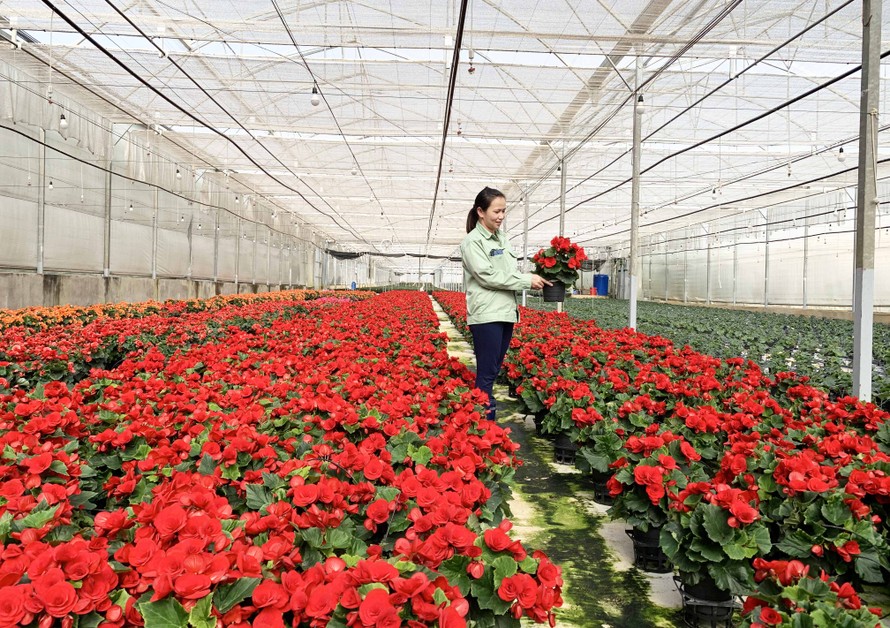Nhà kính trồng hoa công nghệ hiện đại tại Đà Lạt