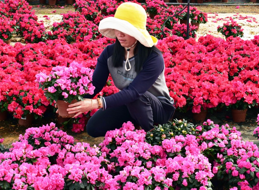 Đỗ quyên Bỉ lần đầu tiên tham gia thị trường hoa Tết tại Đà Lạt