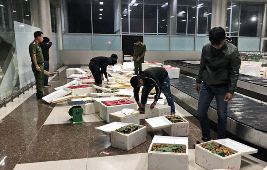 Hàng trăm thùng dâu tây "bay" từ Hà Nội đến Sân bay Liên Khương