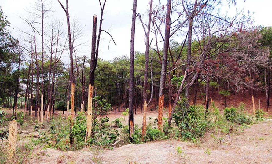 Rừng thuộc dự án Khu du lịch nghỉ dưỡng Đại Ninh bị tàn phá 