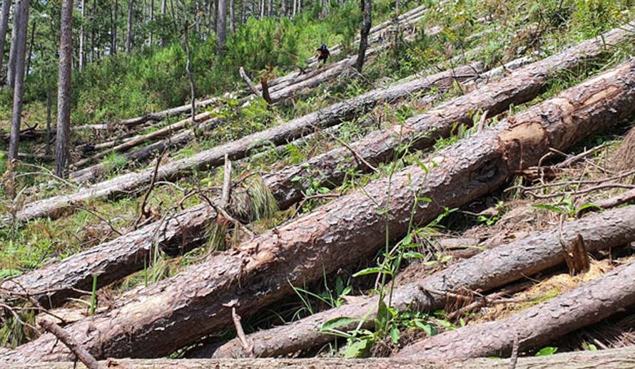 Một cánh rừng phòng hộ vừa bị triệt hạ ở Lâm Đồng
