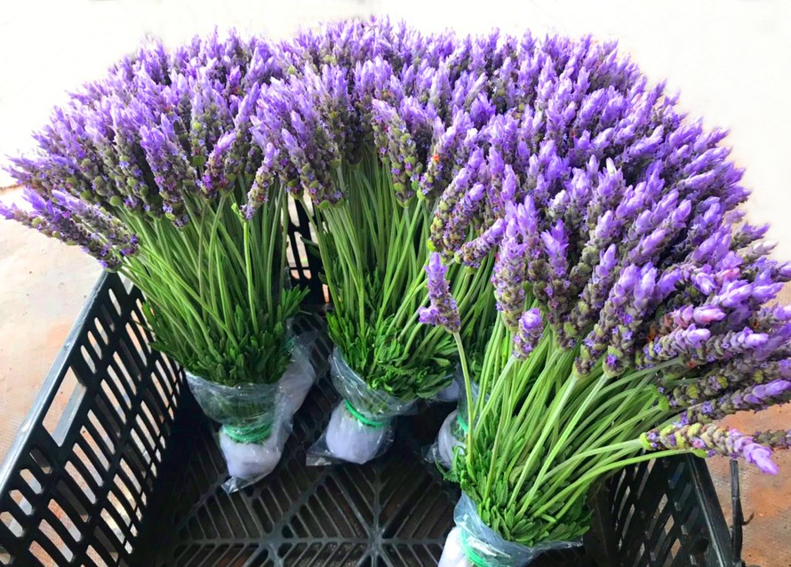 Đà Lạt đã trồng được Lavender để bán vào dịp Tết sắp tới