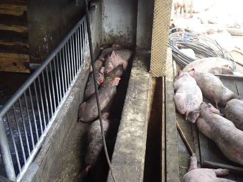 Gần 1200 con lợn bị chết do chập điện