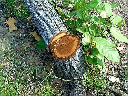 Một cây gỗ bị đốn hạ
