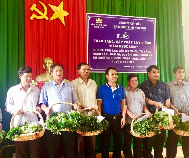 Công ty sâm Ngọc Linh đã trao tặng tổng cộng 46.500 cây sâm Ngọc Linh giống cho người dân ở 2 huyện ở Kon Tum