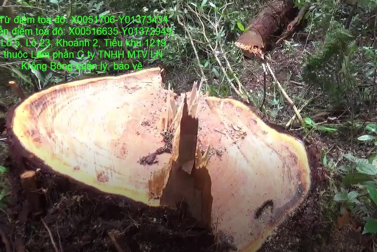 Hiện trường cụa vụ 48 cây gỗ pơ mu bị phá ảnh do chi cục Kiểm lâm Đắk Lắk cung cấp