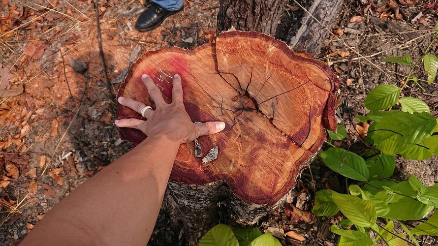 Nhiều cây gỗ có đường kính khoảng 40cm bị đốn hạ