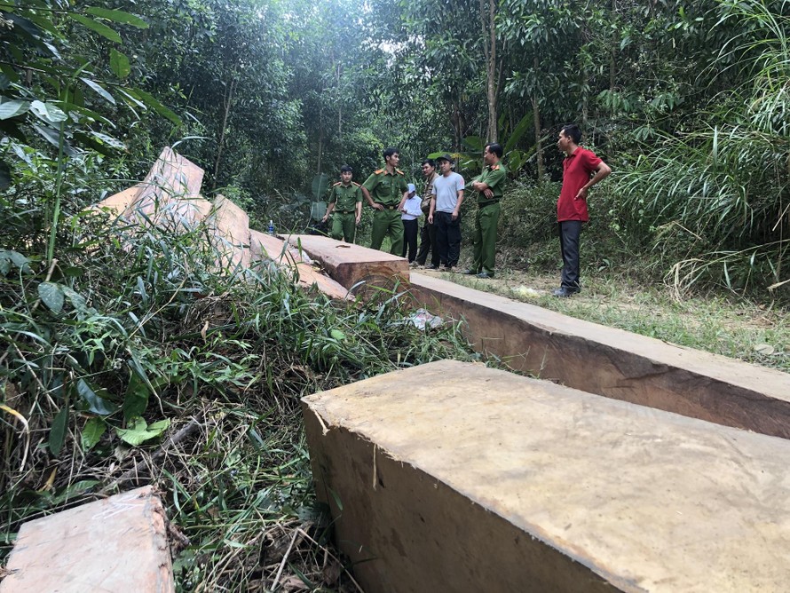 Một vụ phá rừng tại huyện M'đrắk do Công an tỉnh Đắk Lắk phát hiện