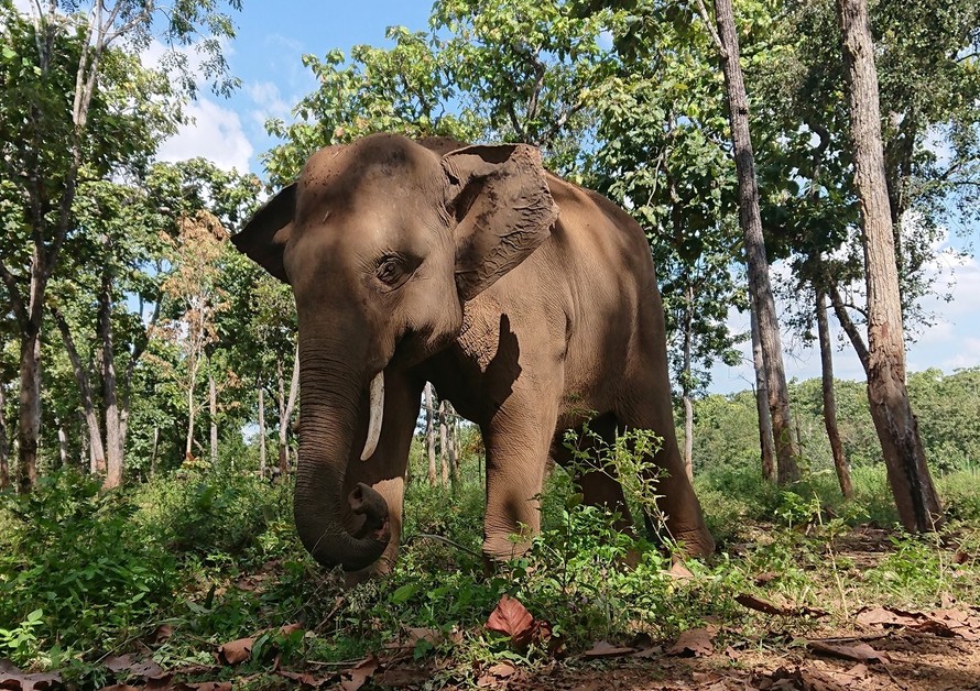 Một con voi rừng được chăm sóc ở Trung tâm bảo tồn voi Đắk Lắk