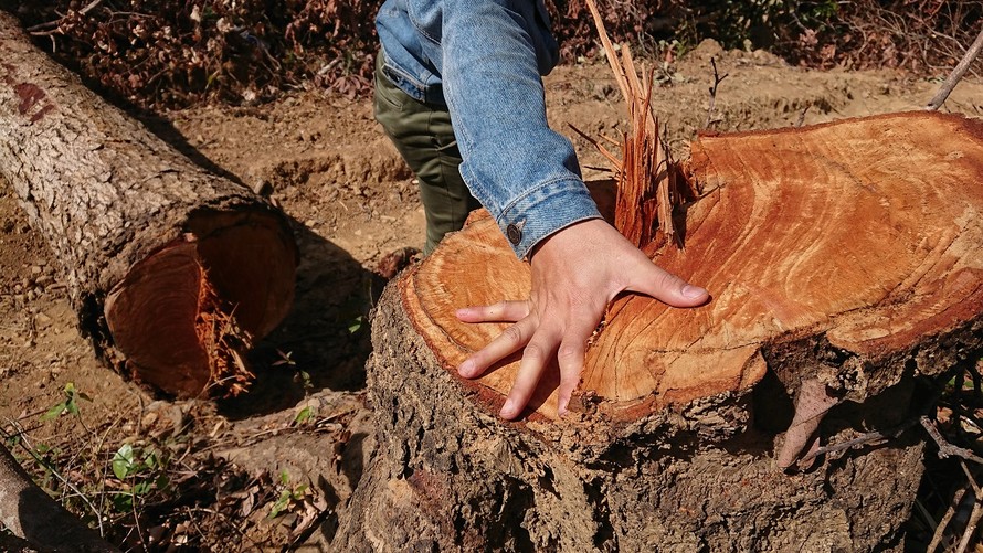 Một cây gỗ có đường kính lớn mới bị đốn hạ chưa kịp vận chuyển ra ngoài.