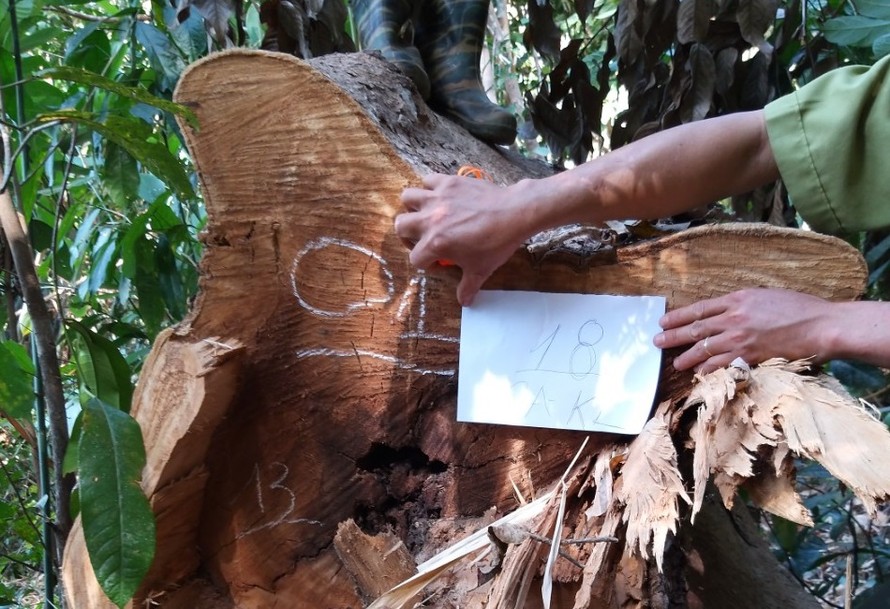 Cơ quan chức năng khám nghiệm hiện trường vụ hủy hoại rừng Tiểu khu 1522 thuộc lâm phần của Công ty TNHH Hoàn Ba