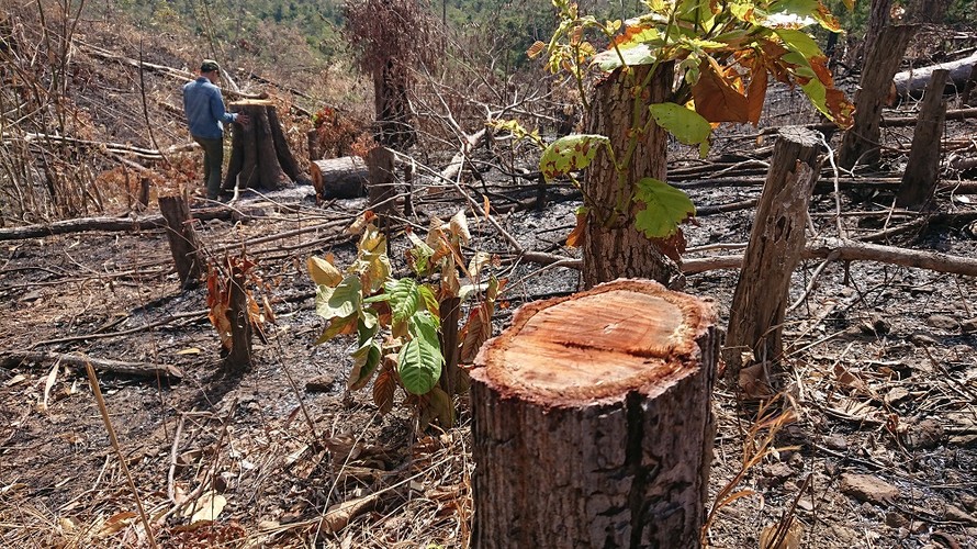 Hiện trường vụ hủy hoại rừng phòng hộ thuộc lâm phần của Cty Chư Phả quản lý