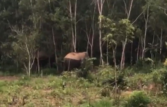 Voi rừng xuất hiện ở xã Ea Pô (ảnh cắt từ clip)
