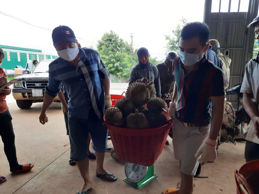 Thu mua sầu riêng ở huyện Krông Pắk
