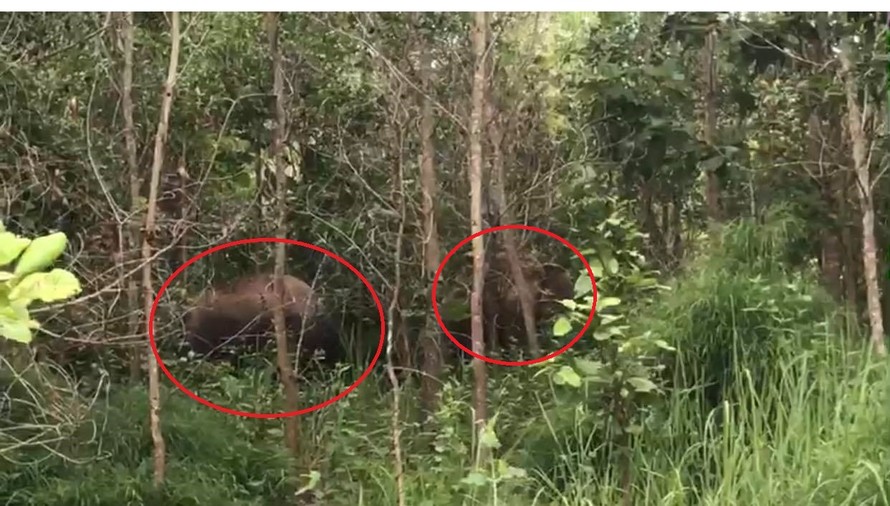 Hai con voi rừng xuất hiện ở xã Ea Pô