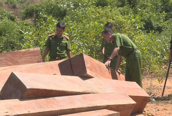 Hiện trường vụ phá rừng tại lâm phần của Công ty TNHH MTV Lâm nghiệp Ea Ka do Công an tỉnh Đắk Lắk phát hiện
