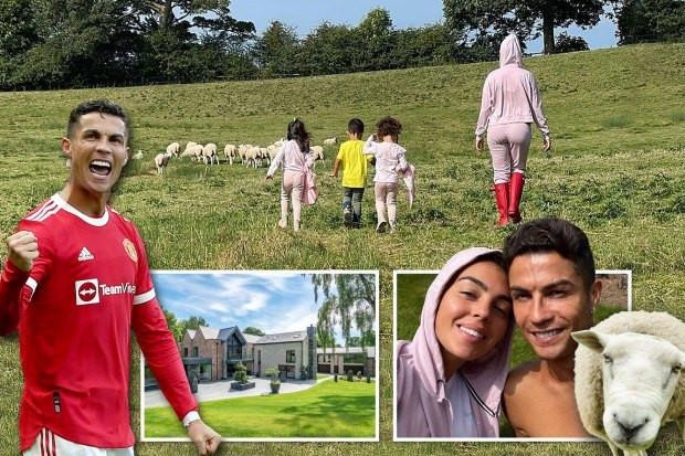 Ronaldo buộc phải chuyển nhà mới ở Anh vì...sợ đàn cừu