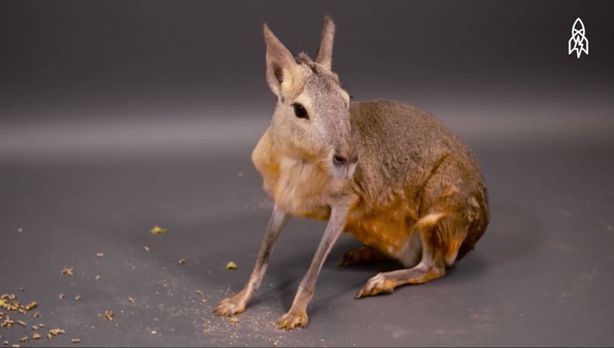 Loài thú giống con lai giữa thỏ và kangaroo