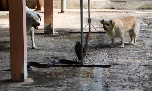 Đôi chó hợp sức tấn công rắn hổ mang chúa bò vào nhà chủ