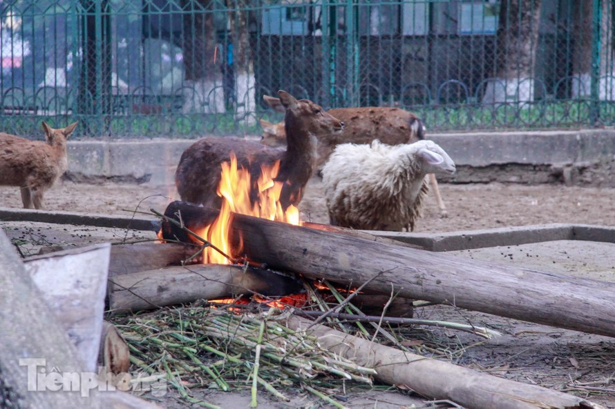 Công viên Thủ Lệ đốt lửa, lắp máy sưởi chống rét cho động vật
