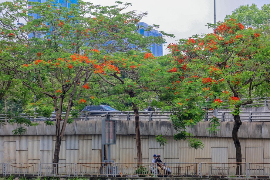 Chớm hè, hoa phượng rạo rực khắp phố phường Hà Nội