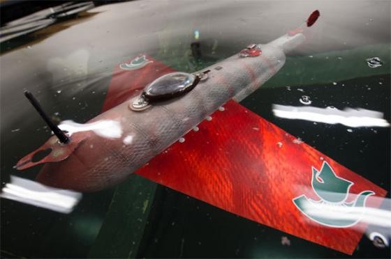 Nga chế tạo 'cá chiến binh' để phá bom