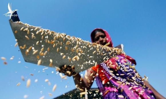 Bộ Công Thương lập đoàn kiểm tra 5 công ty có lượng gạo nhập khẩu nhiều từ Ấn Độ