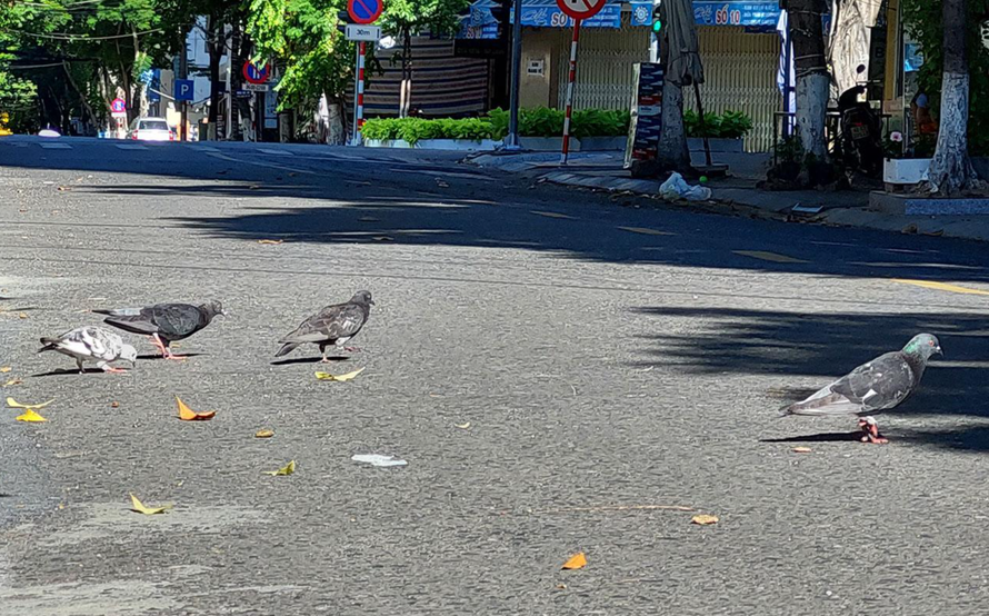Chim dạo chơi trên đường Trần Quốc Toản sau 8 giờ sáng ngày 16/8/2021. Ảnh: Trần Tuấn 