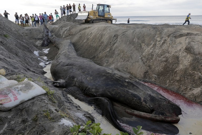 Cá voi khổng lồ gần 30 tấn chết do mắc cạn