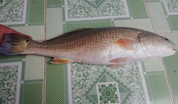 Nghi cá sủ vàng nặng 2,5 kg mắc lưới ngư dân ở Huế