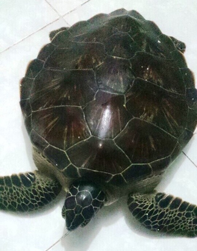 Con rùa biển khỏe mạnh khi được bàn giao và sẽ được đưa ra tỉnh Bình Thuận để thả về tự nhiên. 