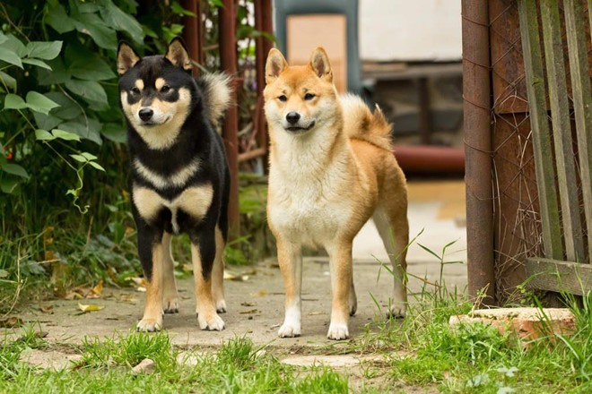Giống chó Shiba Inu được công nhận là Di tích tự nhiên của Nhật Bản từ năm 1936.