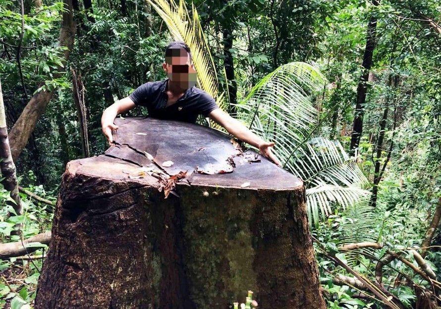 Một vụ phá rừng ở huyện Đắk Glei năm 2017