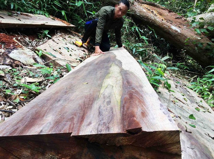 Một lóng gỗ lớn bị lâm tặc bỏ lại giữa cánh rừng thuộc xã Sơn Lang