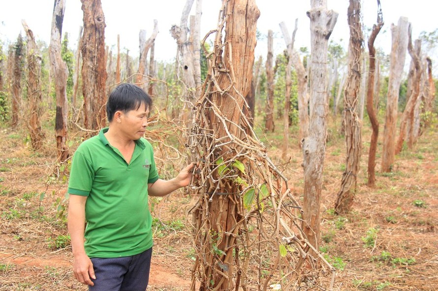 Vườn tiêu nhà anh Trần Xuân Thịnh (thôn Phú Hà, xã Ia Blứ) bị chết rụi