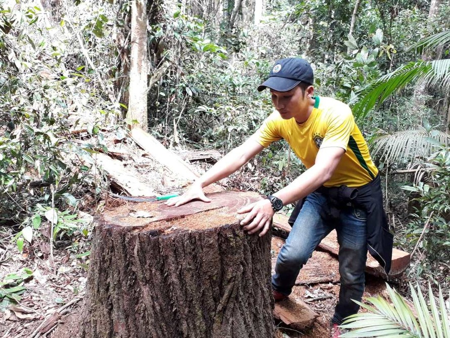 Hiện trường lâm tặc phá rừng trái phép trên địa bàn xã Đắk Ruồng