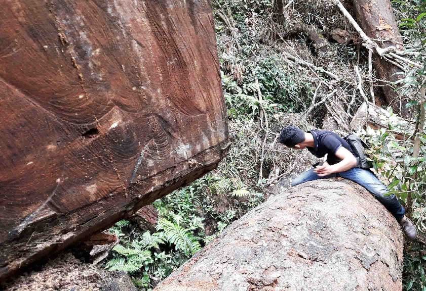 Nhiều vụ việc phá rừng tại huyện Chư Păh được các phóng viên phát hiện, trình báo ngành chức năng