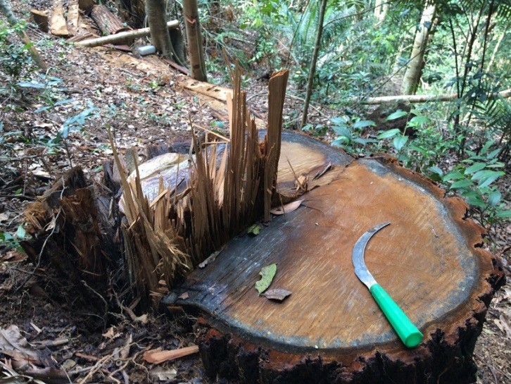 Cây gỗ vừa bị cắt hạ còn ứa nhựa