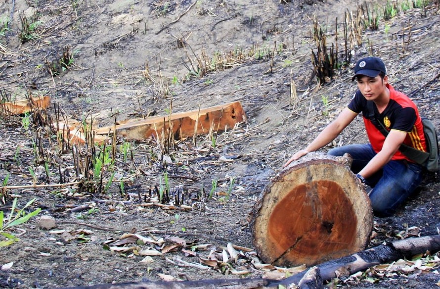 Nhiều lóng gỗ nằm rải rác tại cánh rừng thuộc xã Lơ Ku không có dấu vết kiểm tra của ngành chức năng