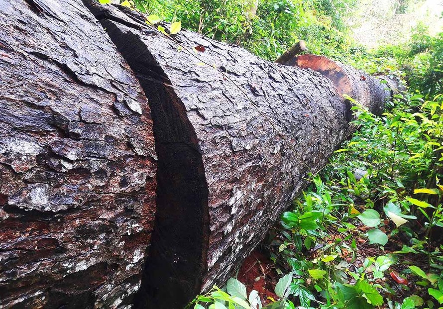 Một vụ phá rừng tại huyện Kbang vừa được báo chí phát hiện