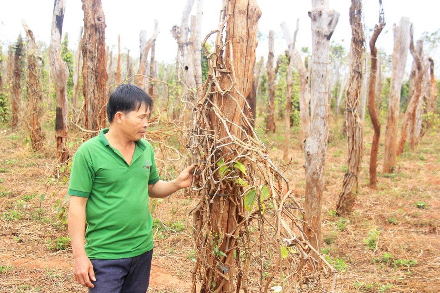Hơn 5.000 trụ tiêu gia đình anh Trần Xuân Thịnh (huyện Chư Sê) bị chết rụi.